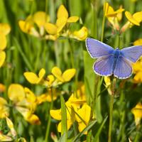 Common Blue 8 